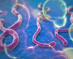Ebola Virus Disease